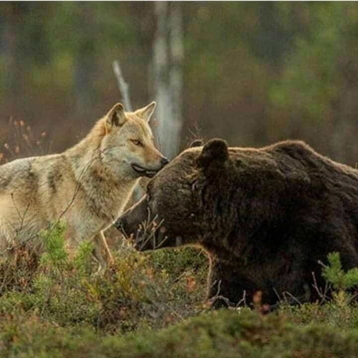 female grey wolf and male brown bear friends